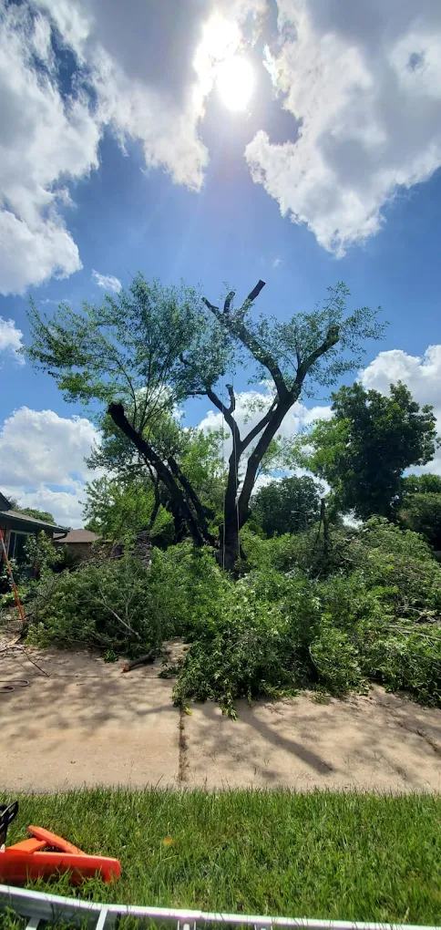 Land Clearing in Houston, TX, EZ Tree Service