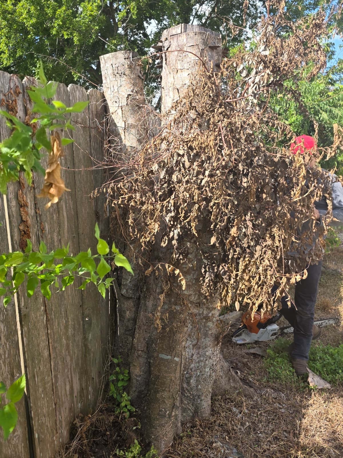 Large tree removal with stump grinding completed in Houston, Texas