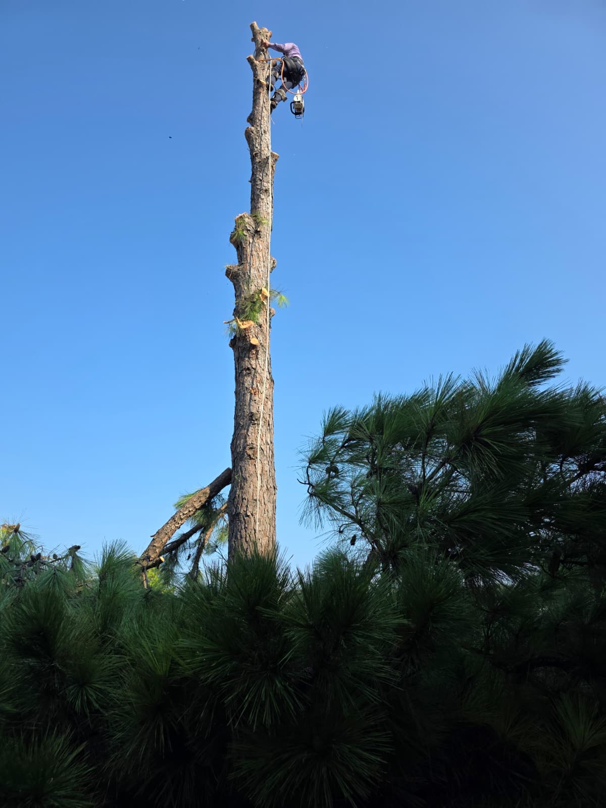Safe removal of a very tall tree by professional arborists in Houston, TX