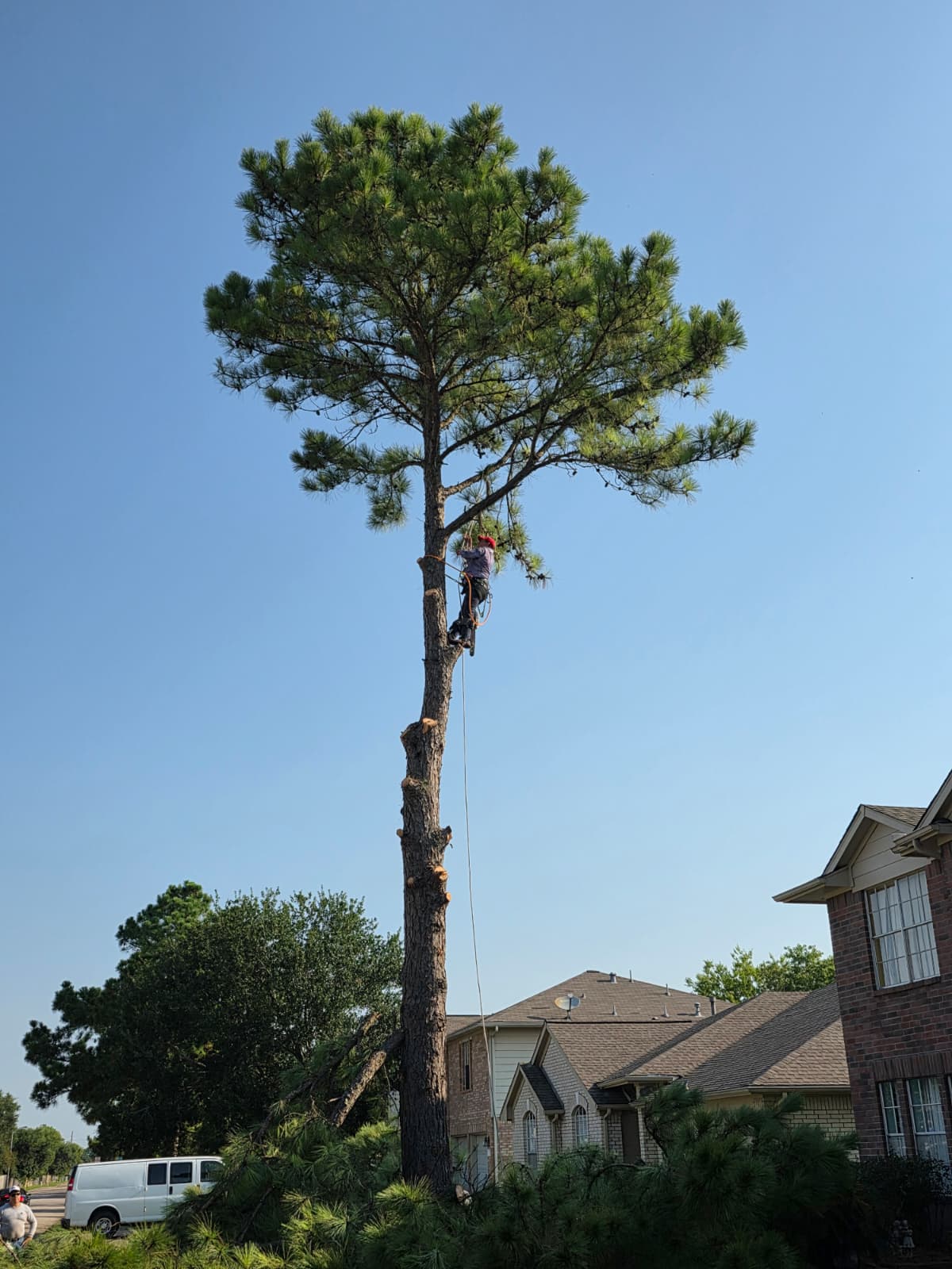 Safe removal of a very tall tree by professional arborists in Houston, TX
