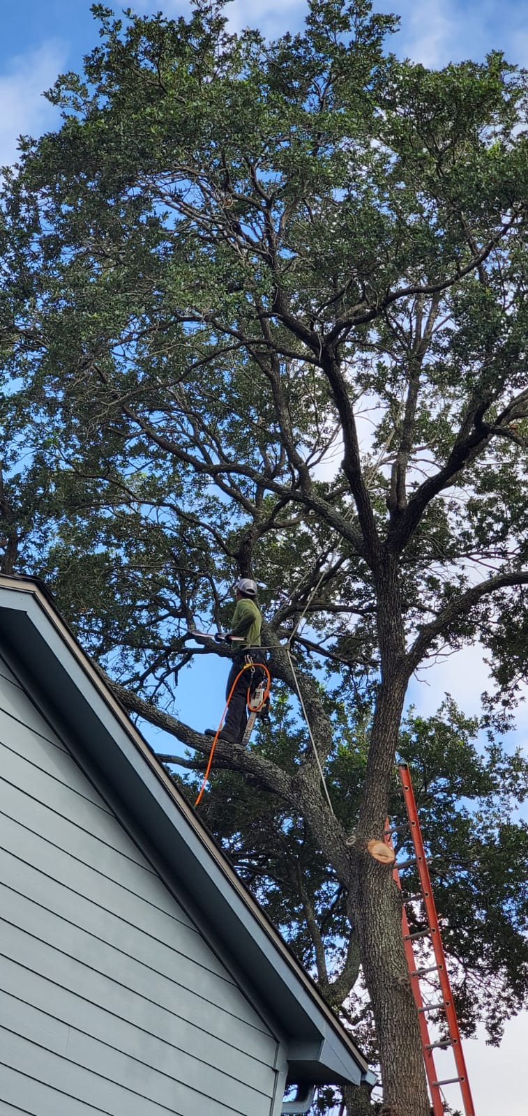 Mature tree pruning and professional yard cleanup completed in Houston, Texas