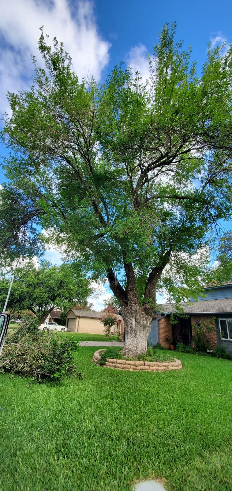 Mature tree pruning and professional yard cleanup completed in Houston, Texas
