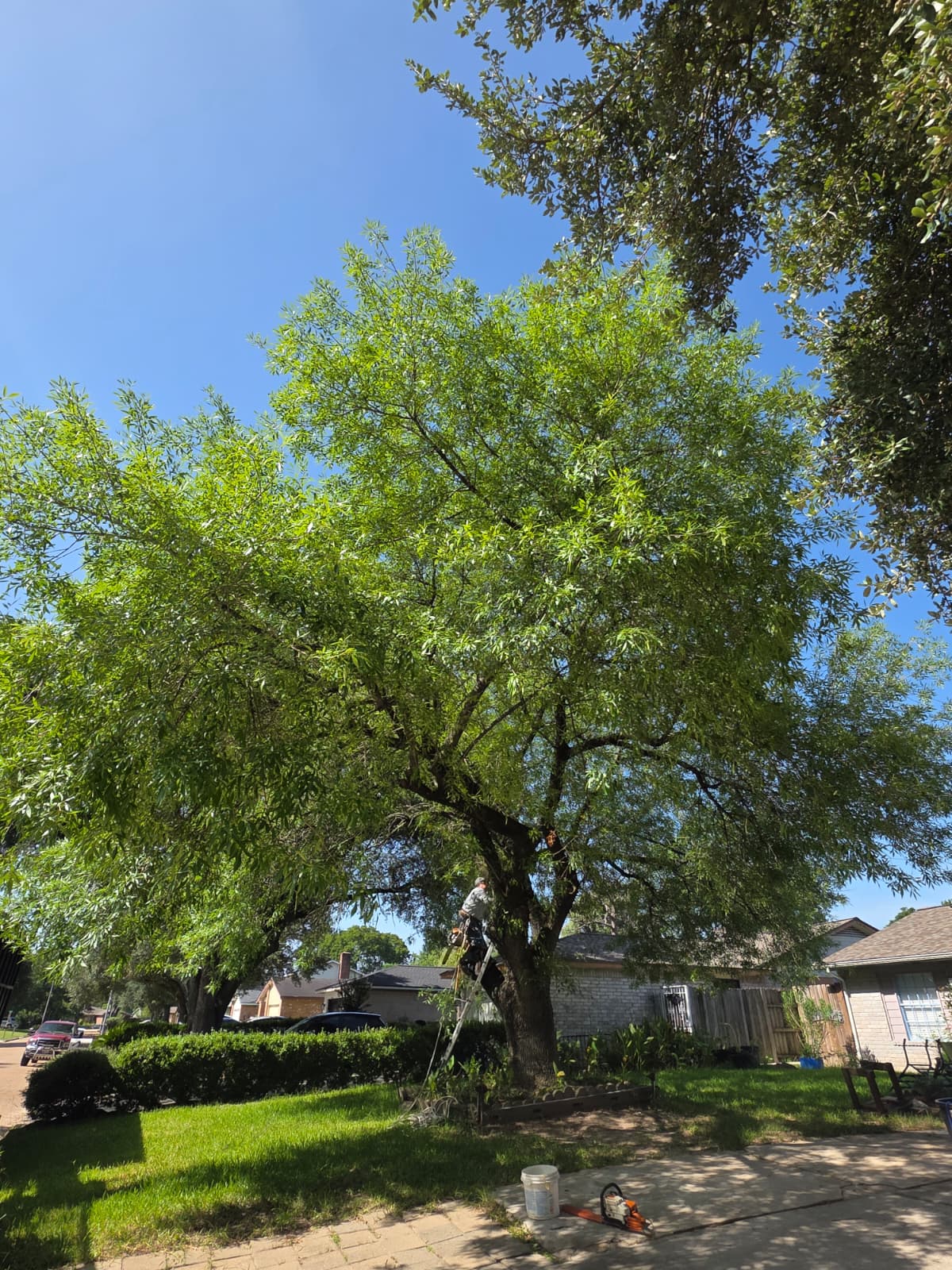 Expert tree trimming and property cleanup service for a residential home in Houston