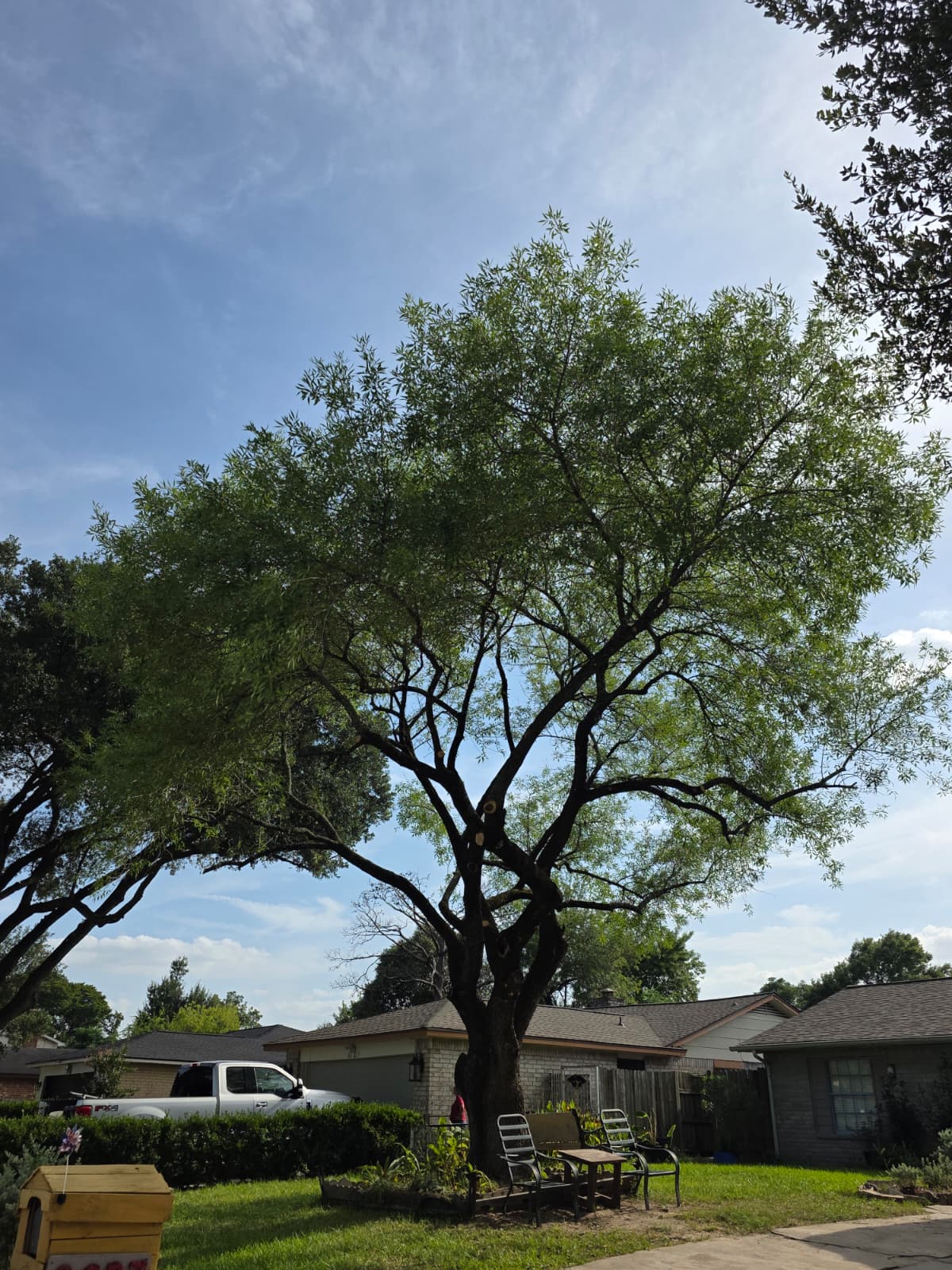 Expert tree trimming and property cleanup service for a residential home in Houston