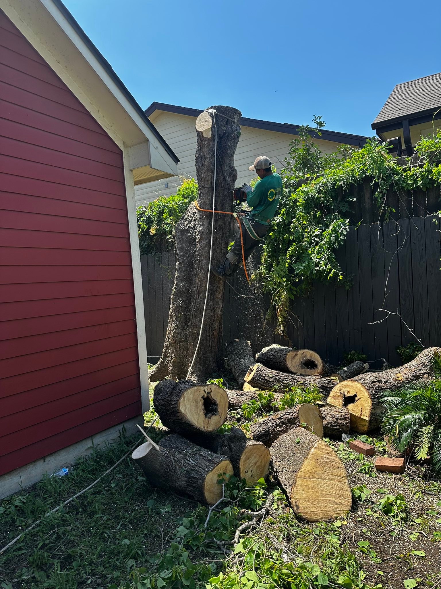 Professional tree removal and stump grinding service in Houston Heights, Texas