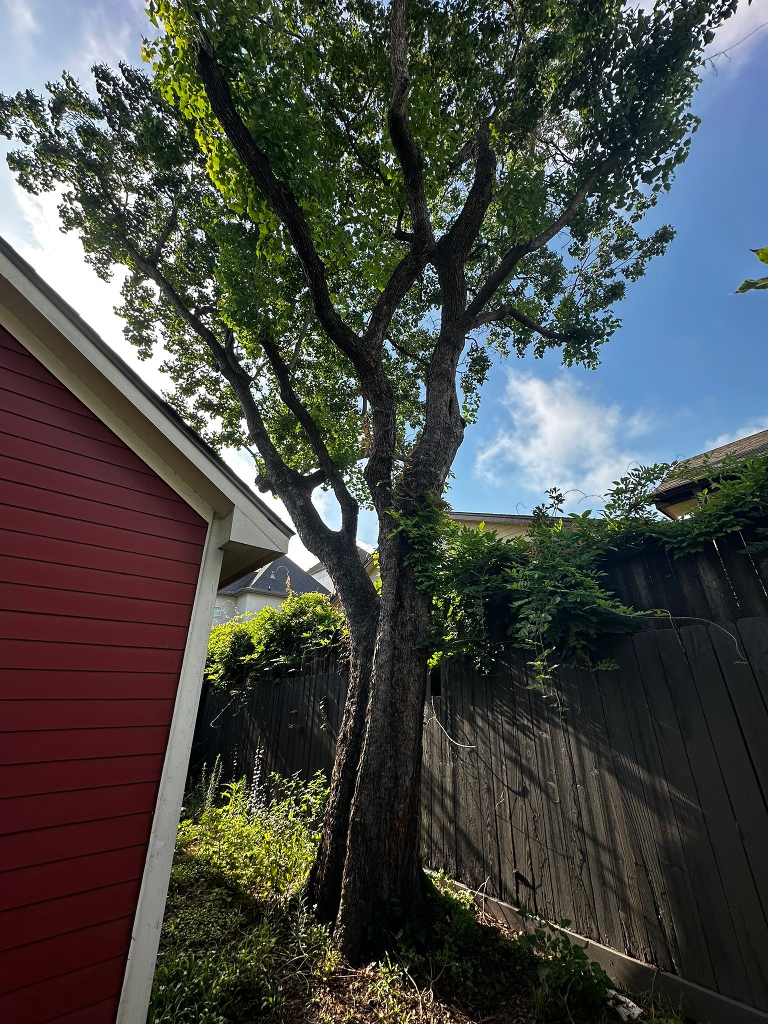 Professional tree removal and stump grinding service in Houston Heights, Texas