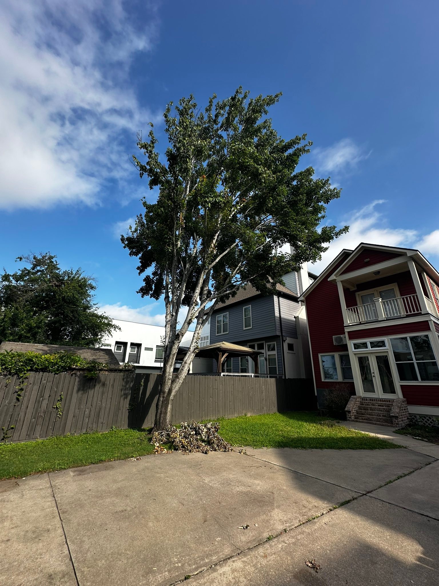 Professional tree removal and stump grinding service in Houston Heights, Texas