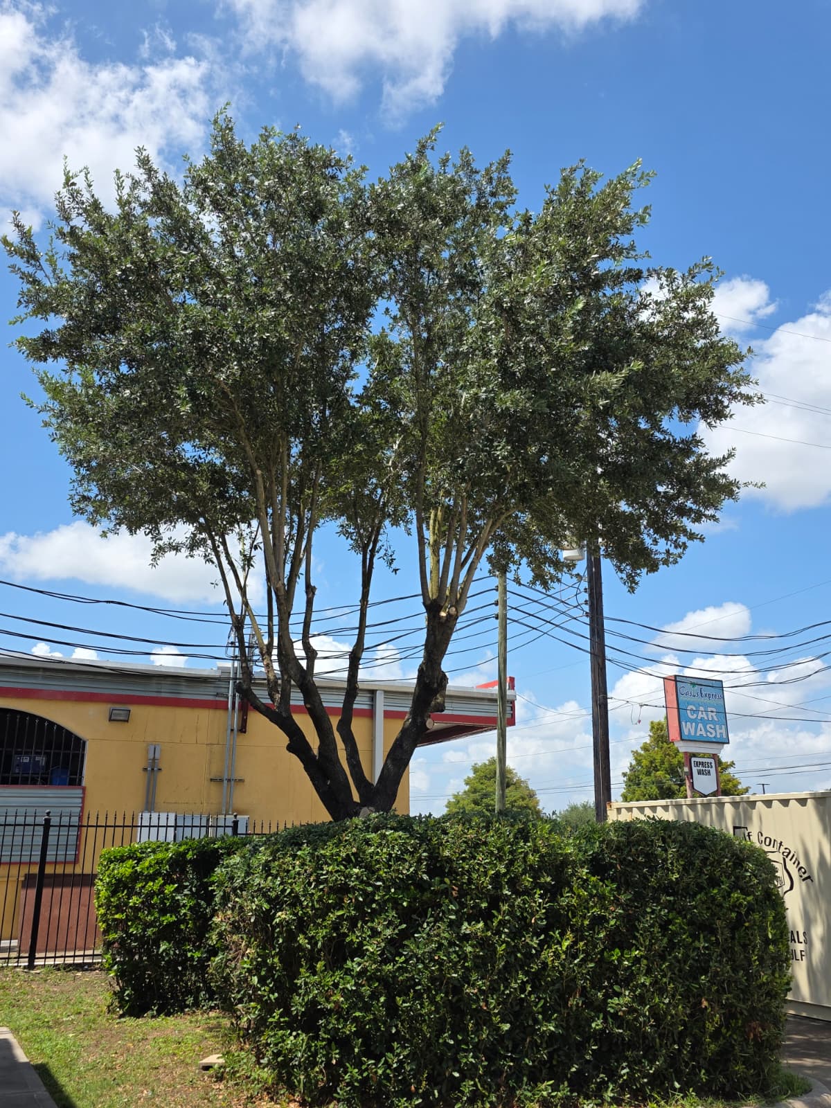 Tree trimming, shrub pruning, and landscape cleanup at a Houston daycare facility