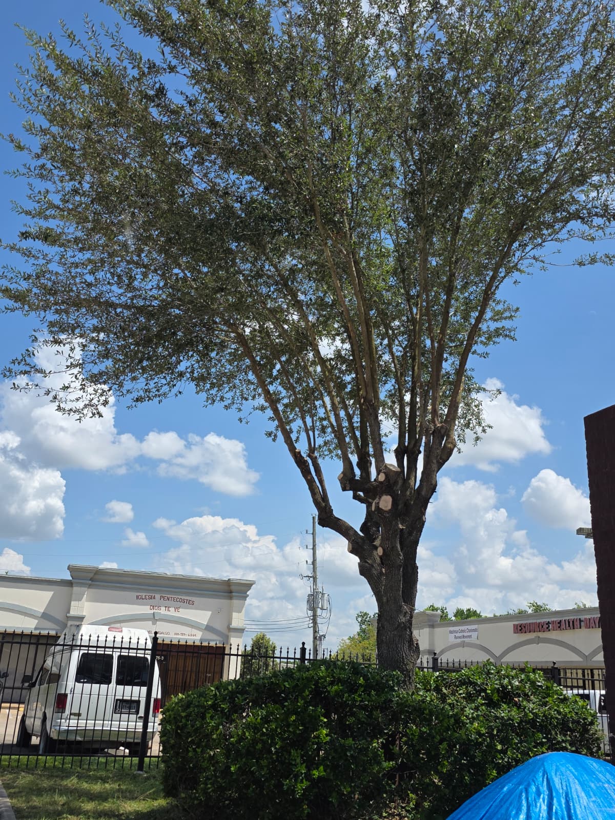 Tree trimming, shrub pruning, and landscape cleanup at a Houston daycare facility
